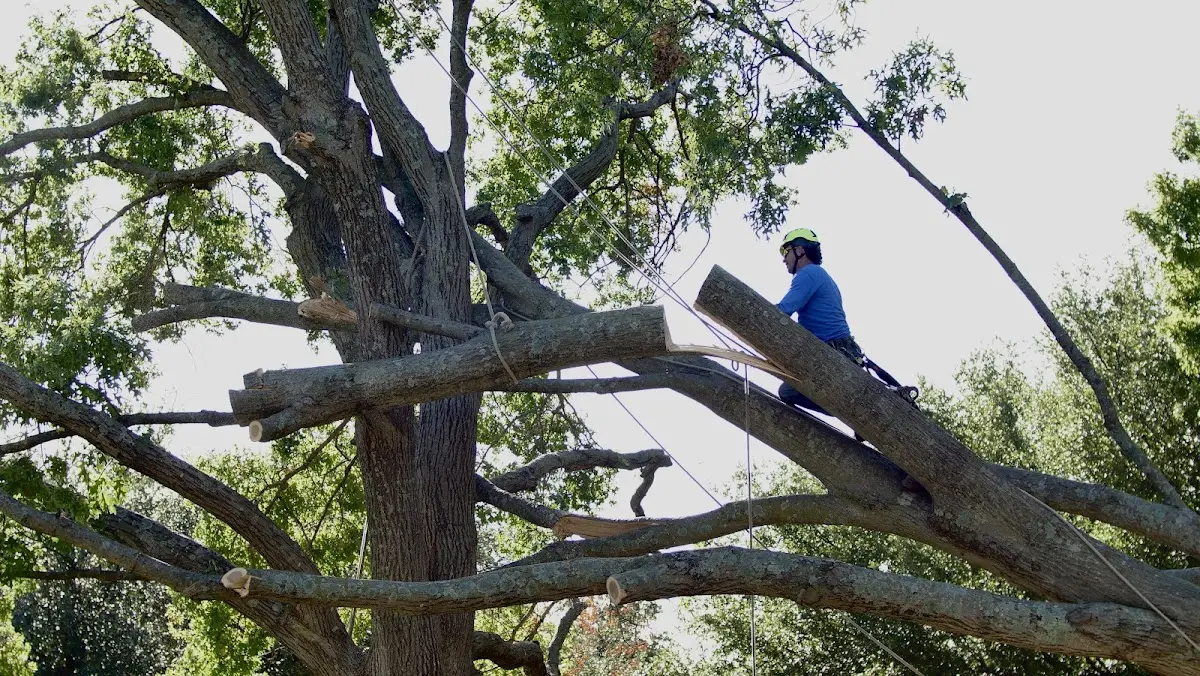 Professional Hazardous Tree Removal performed by certified arborists in Clarksburg